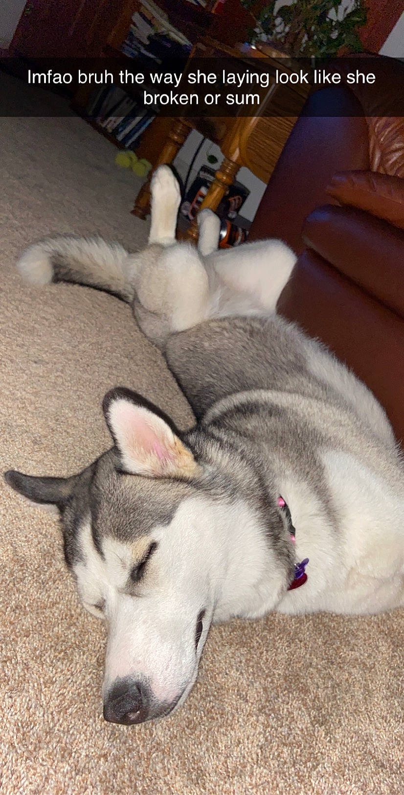 Storm joined the competition — help win amazing prizes! alaskan_klee_kai, alaskan_malamute, canidae, carnivore, dog, dog_breed, east_siberian_laika, labrador_husky, mammal, miniature_siberian_husky, northern_inuit_dog, norwegian_elkhound, paw, sakhalin_husky, siberian_husky, sled_dog, tail, tamaskan_dog, vertebrate, wolfdog