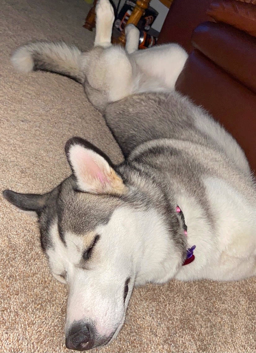 Storm is registered to the contest to win money with this photo: alaskan_malamute, canidae, carnivore, dog, dog_breed, east_siberian_laika, jamthund, labrador_husky, mammal, miniature_siberian_husky, northern_inuit_dog, norwegian_elkhound, nose, rare_breed_dog, siberian_husky, snout, tail, tamaskan_dog, vertebrate, wolfdog