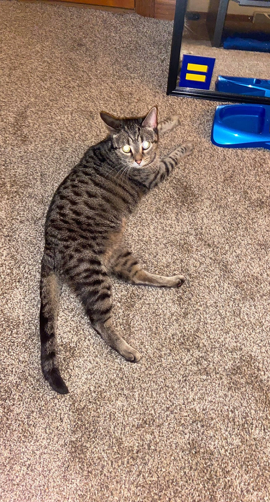 Kitty joined the competition — help win amazing prizes! asian, california_spangled, carnivore, cat, domestic_short_haired_cat, dragon_li, european_shorthair, felidae, floor, kitten, mammal, ocicat, paw, sand, small_to_medium_sized_cats, tabby_cat, tail, vertebrate, whiskers, wild_cat