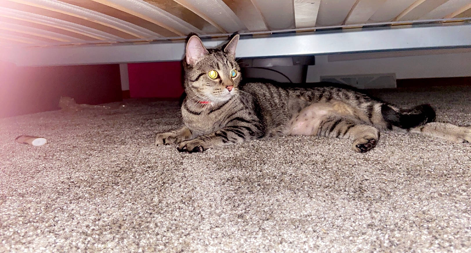 Kitty joined the competition — help win amazing prizes! american_shorthair, asian, california_spangled, carnivore, cat, domestic_short_haired_cat, dragon_li, european_shorthair, eye, felidae, mammal, ocicat, pixie_bob, small_to_medium_sized_cats, snout, sokoke, tabby_cat, toyger, vertebrate, whiskers