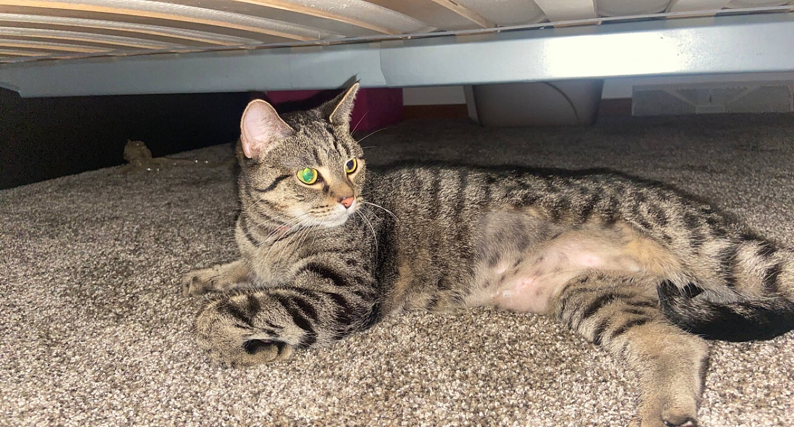 Kitty joined the competition — help win amazing prizes! american_shorthair, arabian_mau, asian, australian_mist, bengal, california_spangled, carnivore, cat, domestic_short_haired_cat, dragon_li, egyptian_mau, european_shorthair, felidae, mammal, ocicat, pixie_bob, small_to_medium_sized_cats, tabby_cat, vertebrate, whiskers