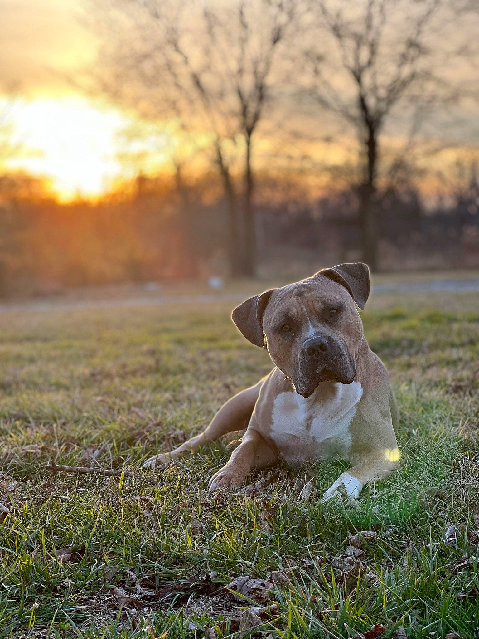 Dulce joined the competition — help win amazing prizes! ball, carnivore, cloud, companion_dog, dog, dog_breed, fawn, grass, grassland, happy, meadow, morning, people_in_nature, plant, sky, snout, sporting_group, tail, tree, working_animal