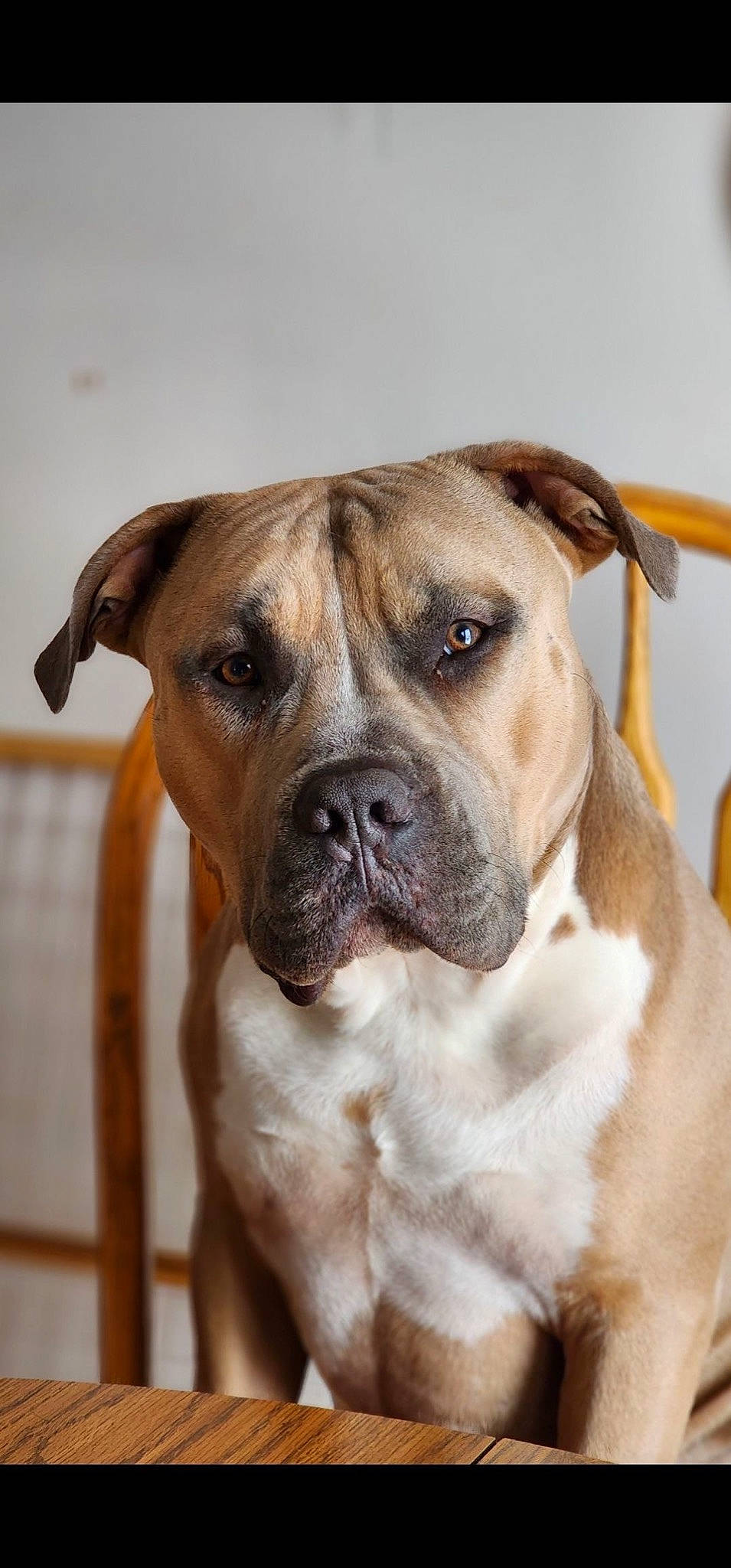 Dulce is registered to the contest to win money with this photo: ancient_dog_breeds, boxer, bulldog, canidae, carnivore, collar, companion_dog, dog, dog_breed, dog_collar, fawn, molosser, non_sporting_group, sporting_group, terrestrial_animal, whiskers, working_animal, working_dog, wrinkle
