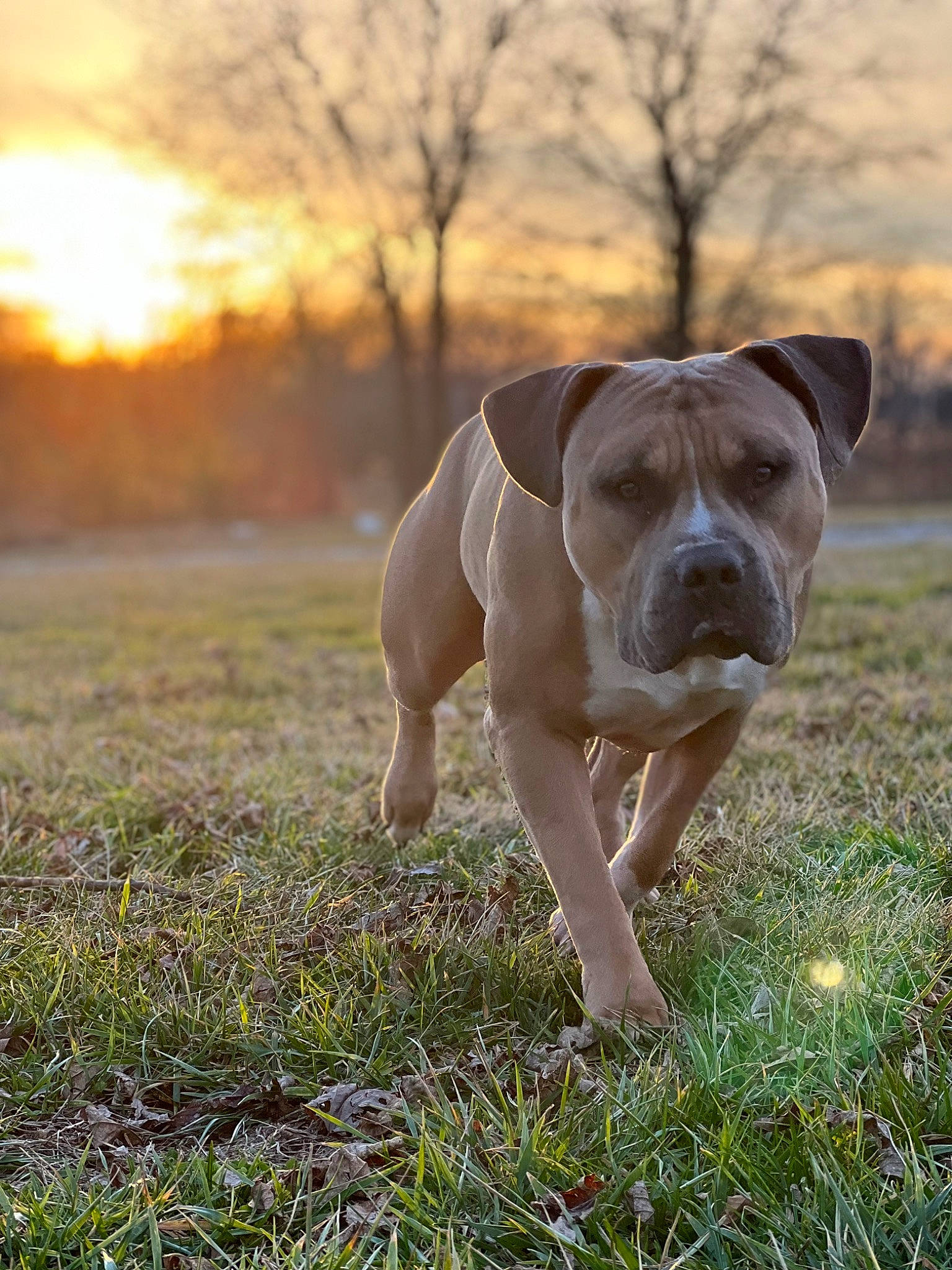 Dulce joined the competition — help win amazing prizes! boxer, carnivore, cloud, companion_dog, dog, dog_breed, fawn, grass, grassland, happy, molosser, natural_landscape, pasture, people_in_nature, plant, sky, snout, sporting_group, tail, tree