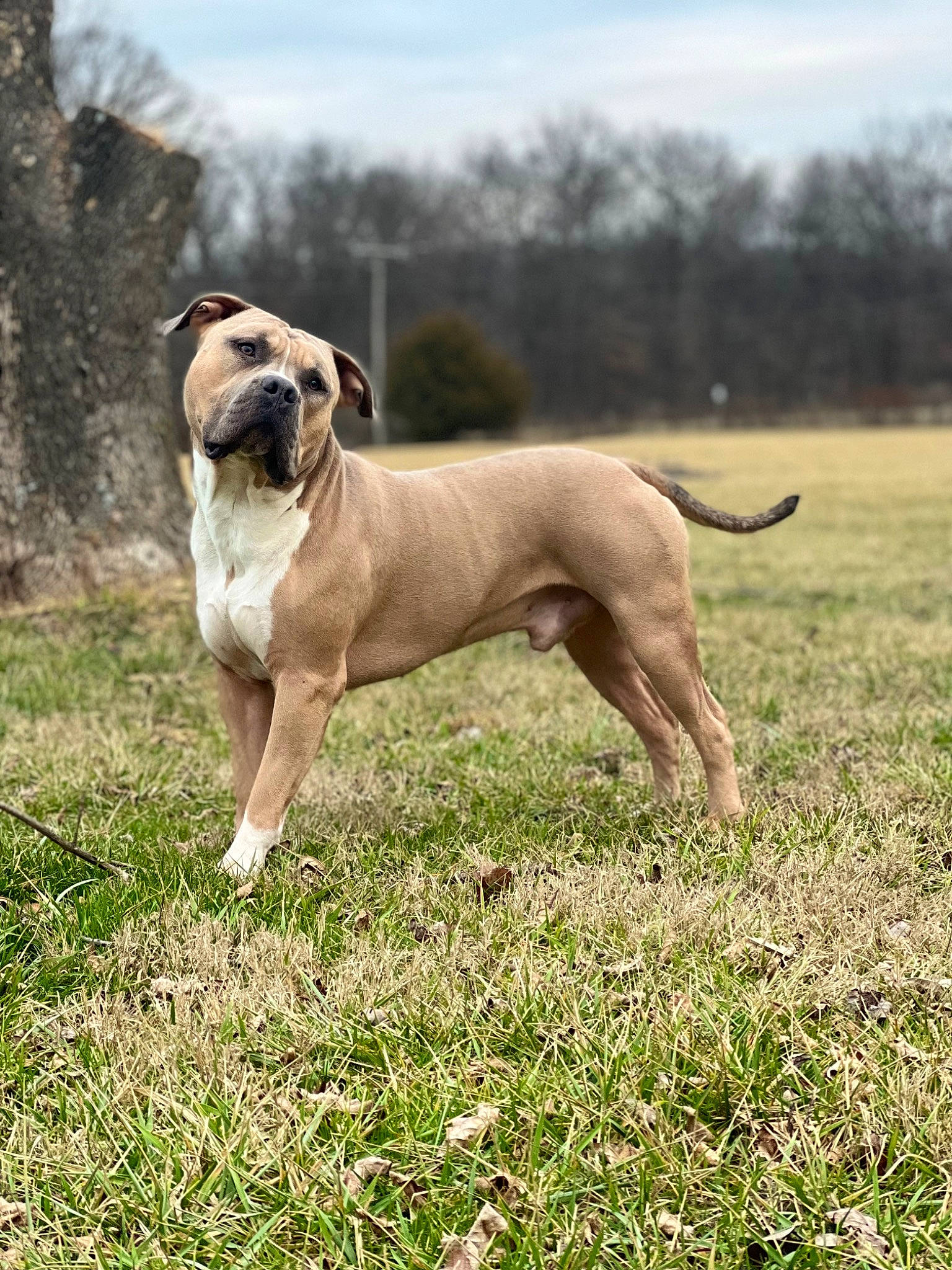 Dulce joined the competition — help win amazing prizes! boxer, bulldog, canidae, carnivore, cloud, collar, companion_dog, dog, dog_breed, dog_collar, fawn, grass, molosser, plant, sky, snout, sporting_group, tail, tree, working_dog
