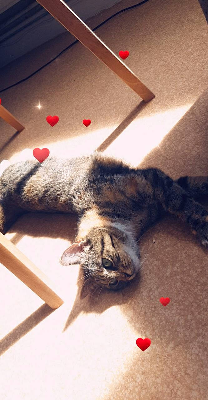 Aloha a rejoint le concours — aidez-le/la à gagner de superbes lots ! american_shorthair, carnivore, cat, domestic_short_haired_cat, dragon_li, ear, european_shorthair, felidae, fur, kitten, norwegian_forest_cat, paw, pixie_bob, play, polydactyl_cat, small_to_medium_sized_cats, tabby_cat, tail, whiskers