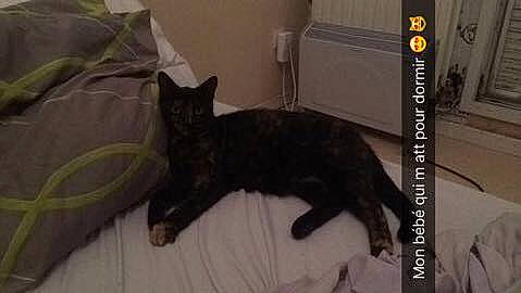 Fripouille a rejoint le concours — aidez-le/la à gagner de superbes lots ! asian, black_cat, carnivore, cat, domestic_short_haired_cat, european_shorthair, felidae, kitten, mammal, small_to_medium_sized_cats, tail, whiskers