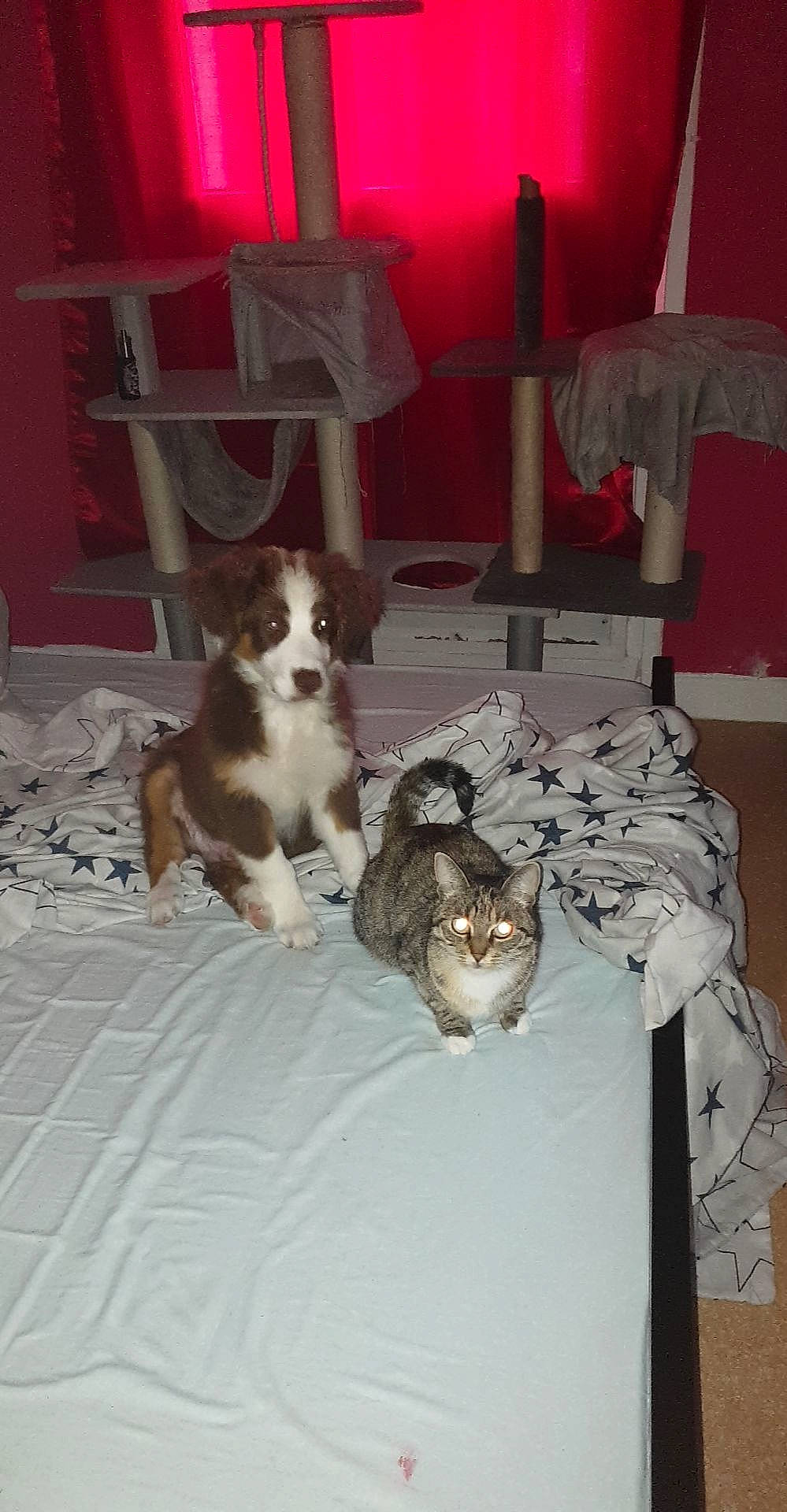 Rocket participe au concours pour gagner de l'argent avec cette photo : canidae, carnivore, cat, dog, dog_breed, fawn, felidae, mammal, small_to_medium_sized_cats, sporting_group, whiskers