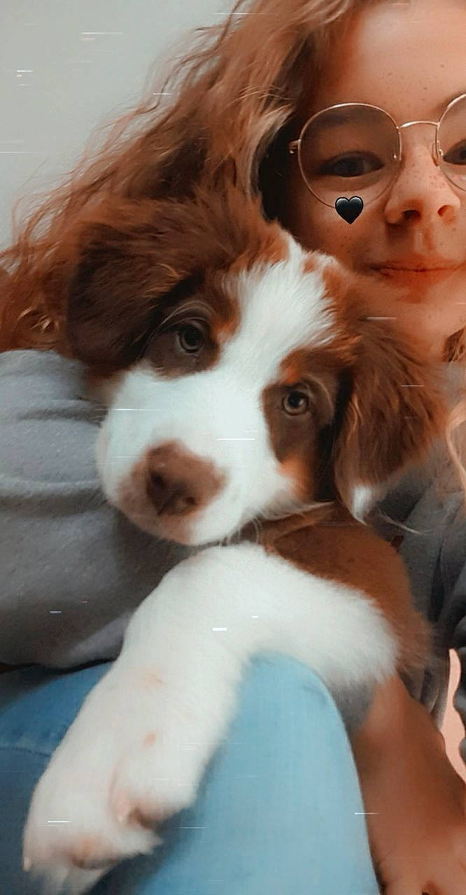 Rocket a rejoint le concours — aidez-le/la à gagner de superbes lots ! brittany, canidae, carnivore, companion_dog, dog, dog_breed, drentse_patrijshond, irish_red_and_white_setter, king_charles_spaniel, kooikerhondje, mammal, nose, phalene, puppy, puppy_love, snout, spaniel, sporting_group, vertebrate, welsh_springer_spaniel