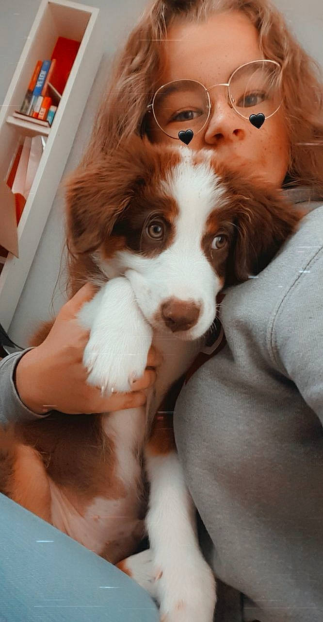 Rocket participe au concours pour gagner de l'argent avec cette photo : canidae, carnivore, companion_dog, dog, dog_breed, fawn, irish_red_and_white_setter, king_charles_spaniel, kooikerhondje, mammal, phalene, puppy, puppy_love, rare_breed_dog, snout, spaniel, sporting_group, vertebrate, welsh_springer_spaniel