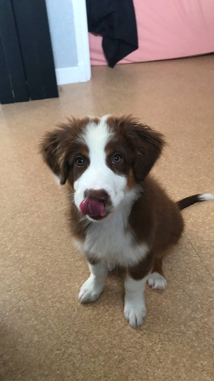 Rocket a rejoint le concours — aidez-le/la à gagner de superbes lots ! australian_collie, australian_shepherd, border_collie, canidae, carnivore, companion_dog, dog, dog_breed, drentse_patrijshond, fawn, kooikerhondje, mammal, miniature_australian_shepherd, puppy, rare_breed_dog, snout, sporting_group, vertebrate, welsh_sheepdog, working_dog