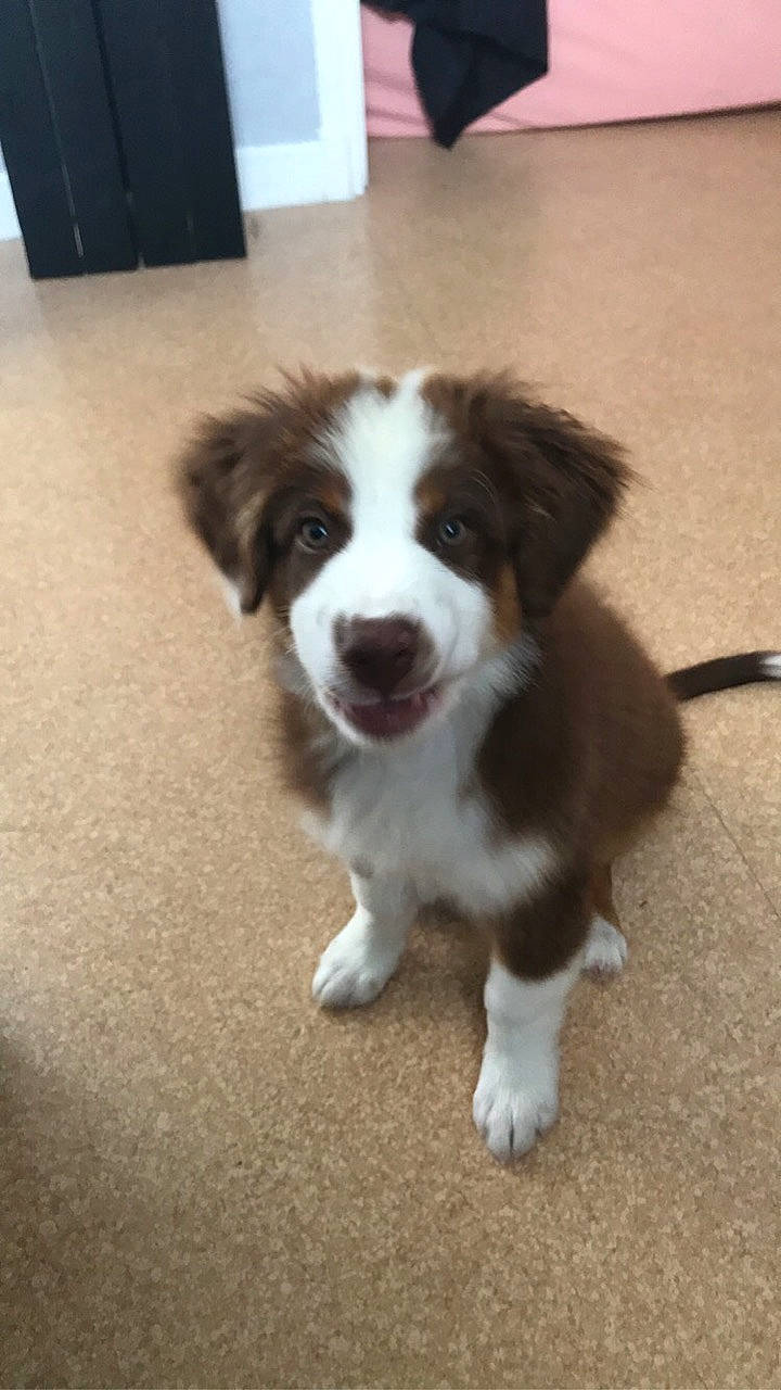 Rocket participe au concours pour gagner de l'argent avec cette photo : australian_collie, australian_shepherd, border_collie, canidae, carnivore, companion_dog, dog, dog_breed, drentse_patrijshond, kooikerhondje, mammal, miniature_australian_shepherd, puppy, rare_breed_dog, small_greek_domestic_dog, snout, sporting_group, vertebrate, welsh_sheepdog, working_dog