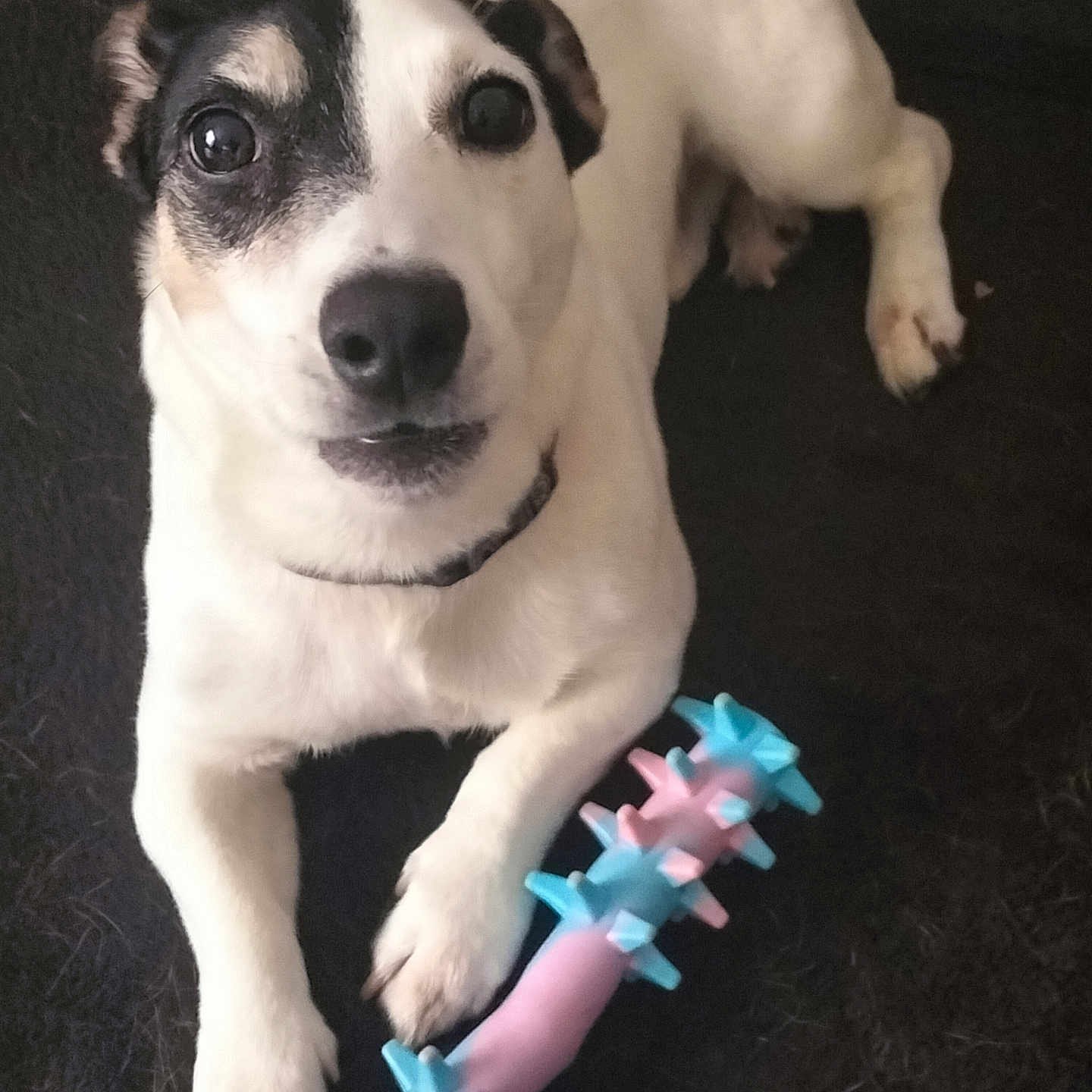Lucky a rejoint le concours — aidez-le/la à gagner de superbes lots ! accessories, animal, bodypart, bulldog, canine, chihuahua, cream, dessert, dog, food, hound, husky, icing, labradorretriever, mouth, person, pet, puppy, strap, whitedog