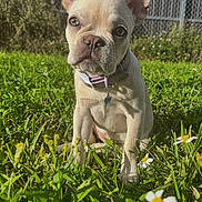 Luna is registered to the contest to win money with this photo: animal, collar, cute, dog, ears, fence, flowers, french_bulldog, garden, grass, greenery, nature, outdoor, pet, portrait, puppy, small_dog, summer, sunlight, yard