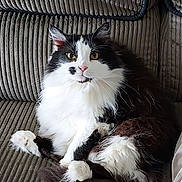 Peggy is registered to the contest to win money with this photo: cat, fluffy, black_and_white, pet, feline, indoor, couch, corduroy, relaxed, sitting, whiskers, fur, cute, animal, domestic, portrait, looking_at_camera, home, cozy, comfortable