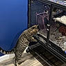 cat, tabby, cage, pet, indoor, curious, wooden_floor, blue_wall, animal, furniture, metal, door, glass, standing, hind_legs, looking, home, domestic, floor, room