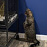 cat, tabby_cat, standing, hind_legs, cage, blue_wall, wooden_floor, indoor, pet, curious, feline, striped, tail, flooring, animal, domestic, side_view, quiet, room, shadow