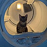 cat, dryer, appliance, indoor, pet, feline, curious, light, cylindrical, metal, home, cleaning, machine, animal, staring, domestic, closeup, technology, interior, quiet