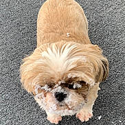 Tippy is registered to the contest to win money with this photo: dog, small_dog, fluffy, tan_coat, white_coat, snow, paws, face, fur, outdoor, pet, animal, cute, frosty, standing, looking_up, texture, gray_surface, winter, adorable