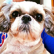 Tippy is registered to the contest to win money with this photo: adorable, animal, blue_bow, brown_and_white, close_up, companion, cute, dog, face, fluffy_ears, friendly, furry, indoor, looking, person, pet, portrait, shirt, small_dog, text