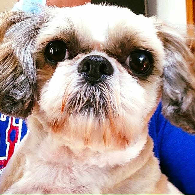 Tippy