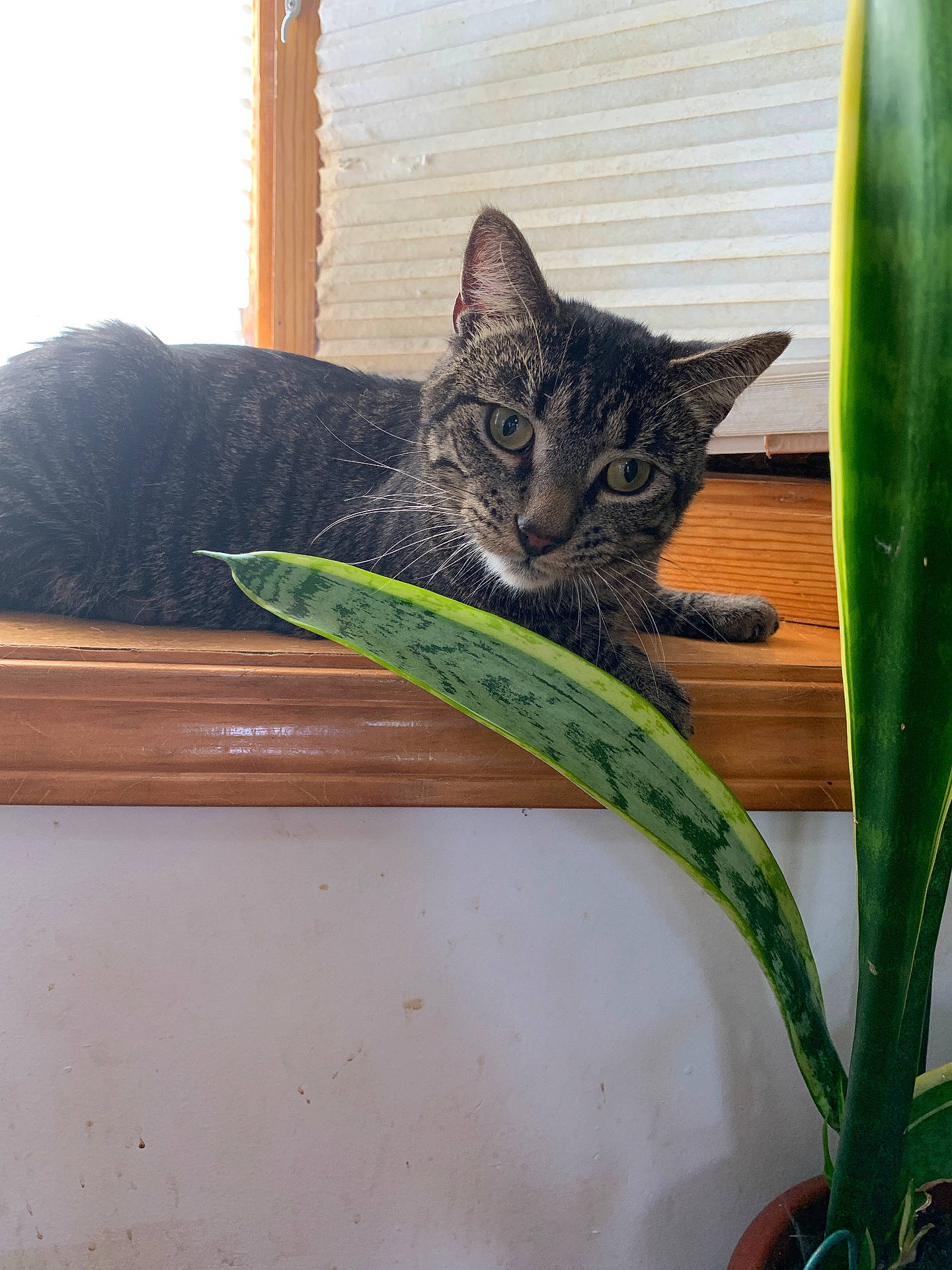 Bubby is registered to the contest to win money with this photo: animal, cat, cozy, curious, domestic, feline, green, houseplant, indoor, leaf, light, nature, pet, plant_pot, resting, tabby, whiskers, window, windowsill, wood