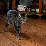 Bubby is registered to the contest to win money with this photo: animal, basket, brown, cat, cozy, decor, domestic, feline, flooring, furniture, gray, home, indoor, pet, pottery, shelf, striped, tabby_cat, walking, wooden_floor