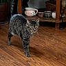 animal, basket, brown, cat, cozy, decor, domestic, feline, flooring, furniture, gray, home, indoor, pet, pottery, shelf, striped, tabby_cat, walking, wooden_floor