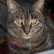 Bubby is registered to the contest to win money with this photo: cat, tabby_cat, yellow_eyes, fur, whiskers, close_up, indoor, wooden_floor, window, reflection, pet, animal, mammal, domestic_animal, face, ears, nose, sitting, looking, calm