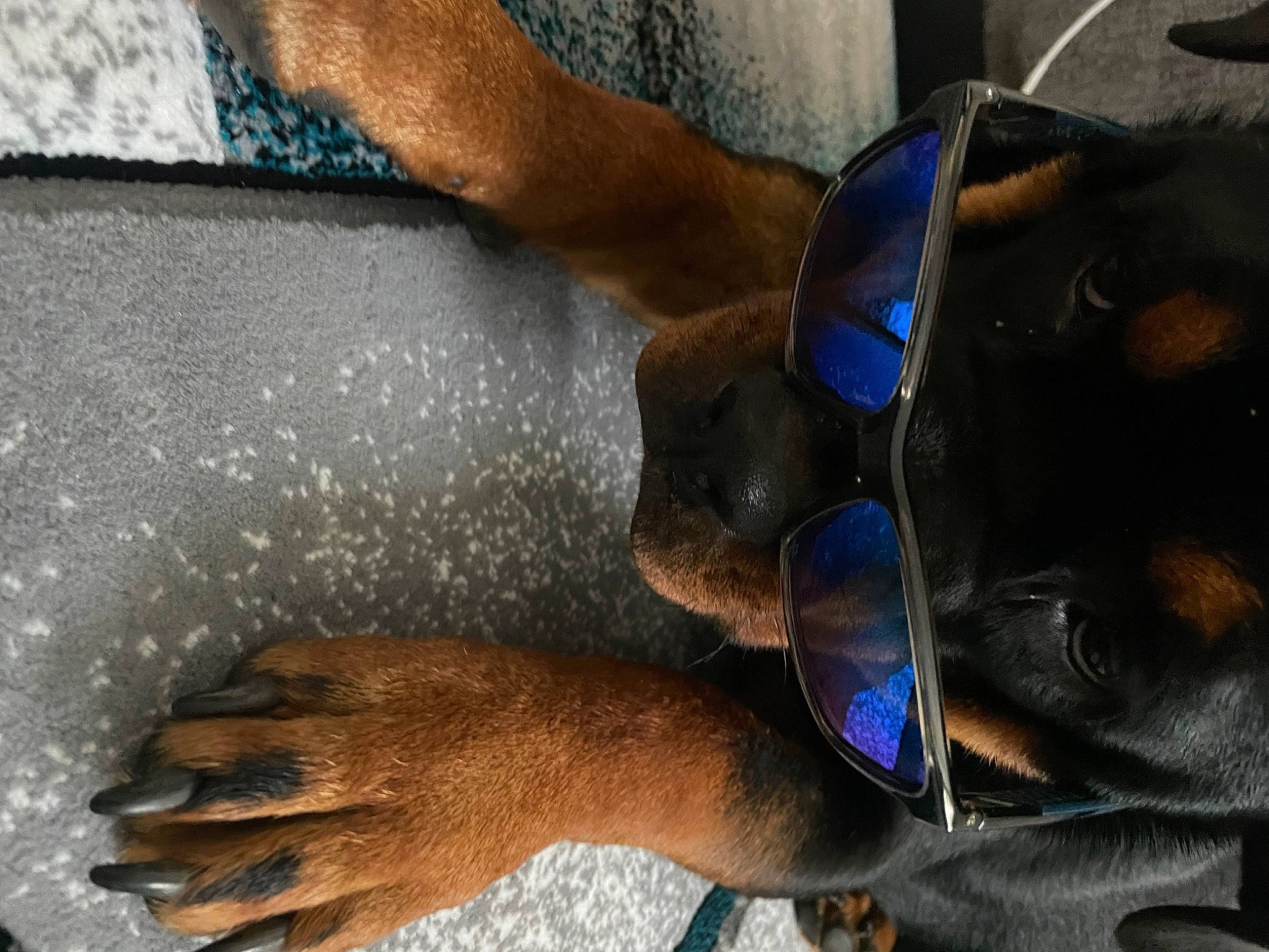 Storm is registered to the contest to win money with this photo: carnivore, comfort, dog, dog_breed, elbow, electric_blue, fawn, finger, foot, gesture, hand, human_leg, liver, nail, personal_protective_equipment, sunglasses, thigh, whiskers, working_animal, wrist