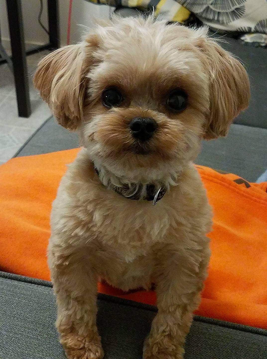 Eli joined the competition — help win amazing prizes! bolonka, canidae, carnivore, cavachon, cavapoo, companion_dog, dog, dog_breed, maltepoo, mammal, morkie, pekapoo, poodle_crossbreed, puppy, schnoodle, shih_poo, shih_tzu, snout, sporting_lucas_terrier, vertebrate