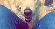 Wrigley is registered to the contest to win money with this photo: animal, close_up, companion, dog, filtered, golden_retriever, happy, homecoming, indoors, jeans, joyful, legs, open_mouth, person, pet, portrait, smiling, text_overlay, tongue, wood_floor