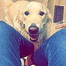 animal, close_up, companion, dog, filtered, golden_retriever, happy, homecoming, indoors, jeans, joyful, legs, open_mouth, person, pet, portrait, smiling, text_overlay, tongue, wood_floor