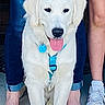 Wrigley is registered to the contest to win money with this photo: animal, collar, dog, dog_tag, family, golden_retriever, indoors, jeans, leash, legs, people, pet, portrait, puppy, sandals, shorts, sitting, sneakers, tongue_out, white_dog