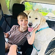 Wrigley joined the competition — help win amazing prizes! animal, back_seat, blue_harness, car, car_interior, child, companion, dog, family, golden_retriever, happy, outdoor, pet, portrait, road, smiling, striped_shirt, sunlight, travel, trees