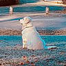 Wrigley is registered to the contest to win money with this photo: animal, backyard, collar, dog, fence, fluffy, grass, landscape, lawn, natural_light, outdoors, park, pathway, pet, portrait, scenic, side_view, sitting, stylized, white_dog