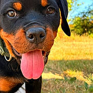 Byron a rejoint le concours — aidez-le/la à gagner de superbes lots ! animal, blue_sky, close_up, collar, cute, dog, ears, grass, greenery, happy, muzzle, nature, outdoor, pet, playful, puppy, rottweiler, sunlight, tongue_out, young