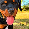 rottweiler, puppy, dog, close_up, tongue_out, outdoor, grass, sunlight, greenery, blue_sky, pet, animal, cute, happy, playful, young, muzzle, ears, collar, nature