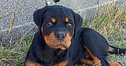 Byron a rejoint le concours — aidez-le/la à gagner de superbes lots ! rottweiler, puppy, dog, grass, concrete_wall, outdoor, animal, pet, young_dog, black_and_tan, lying_down, nature, curious, portrait, canine, mammal, cute, young_animal, fur, paw