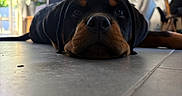 Byron participe au concours pour gagner de l'argent avec cette photo : animal, black_dog, brown_markings, closeup, curtain, cute, dog, domestic_dog, floor, furniture, home, indoor, laying_down, living_room, pet, plant, puppy, rottweiler, tile_floor, window