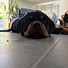 Byron participe au concours pour gagner de l'argent avec cette photo : rottweiler, puppy, dog, floor, tile_floor, indoor, living_room, plant, furniture, window, curtain, black_dog, brown_markings, pet, animal, closeup, laying_down, cute, home, domestic_dog