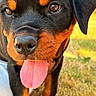 Byron a rejoint le concours — aidez-le/la à gagner de superbes lots ! rottweiler, puppy, dog, tongue, close_up, black_fur, tan_fur, outdoor, grass, pet, animal, cute, happy, face, ears, nose, young, playful, portrait, canine