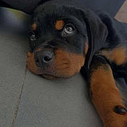 Byron participe au concours pour gagner de l'argent avec cette photo : puppy, rottweiler, dog, sleepy, lying_down, ears, paw, closeup, floor, black_and_brown, cute, pet, animal, indoors, young, canine, fur, resting, expression, adorable