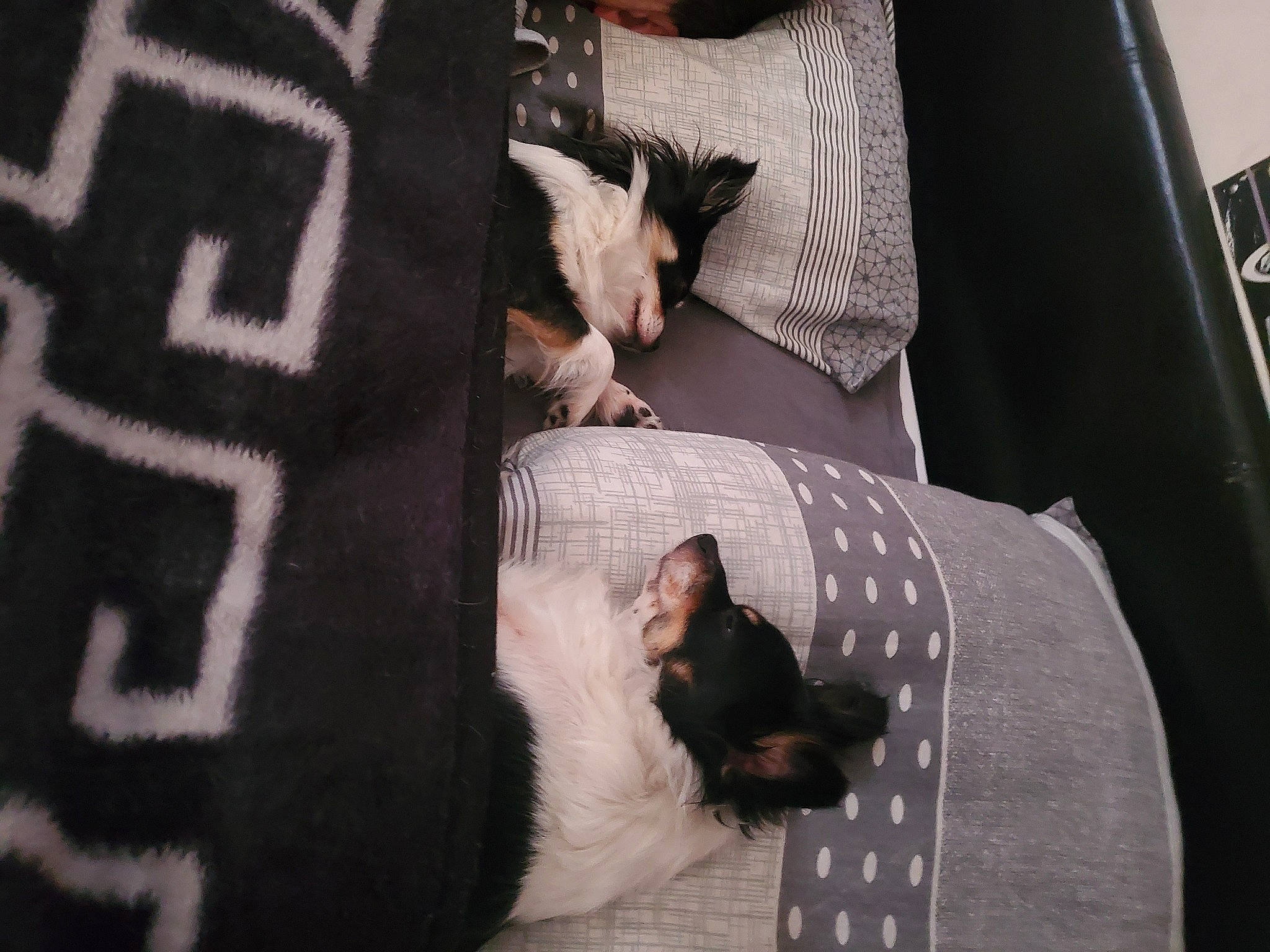 Poupette Et Tina participe au concours pour gagner de l'argent avec cette photo : canidae, carnivore, comfort, companion_dog, couch, dog, dog_breed, fawn, felidae, fur, grey, linens, pattern, room, sleeve, small_to_medium_sized_cats, sporting_group, t_shirt, tail, whiskers