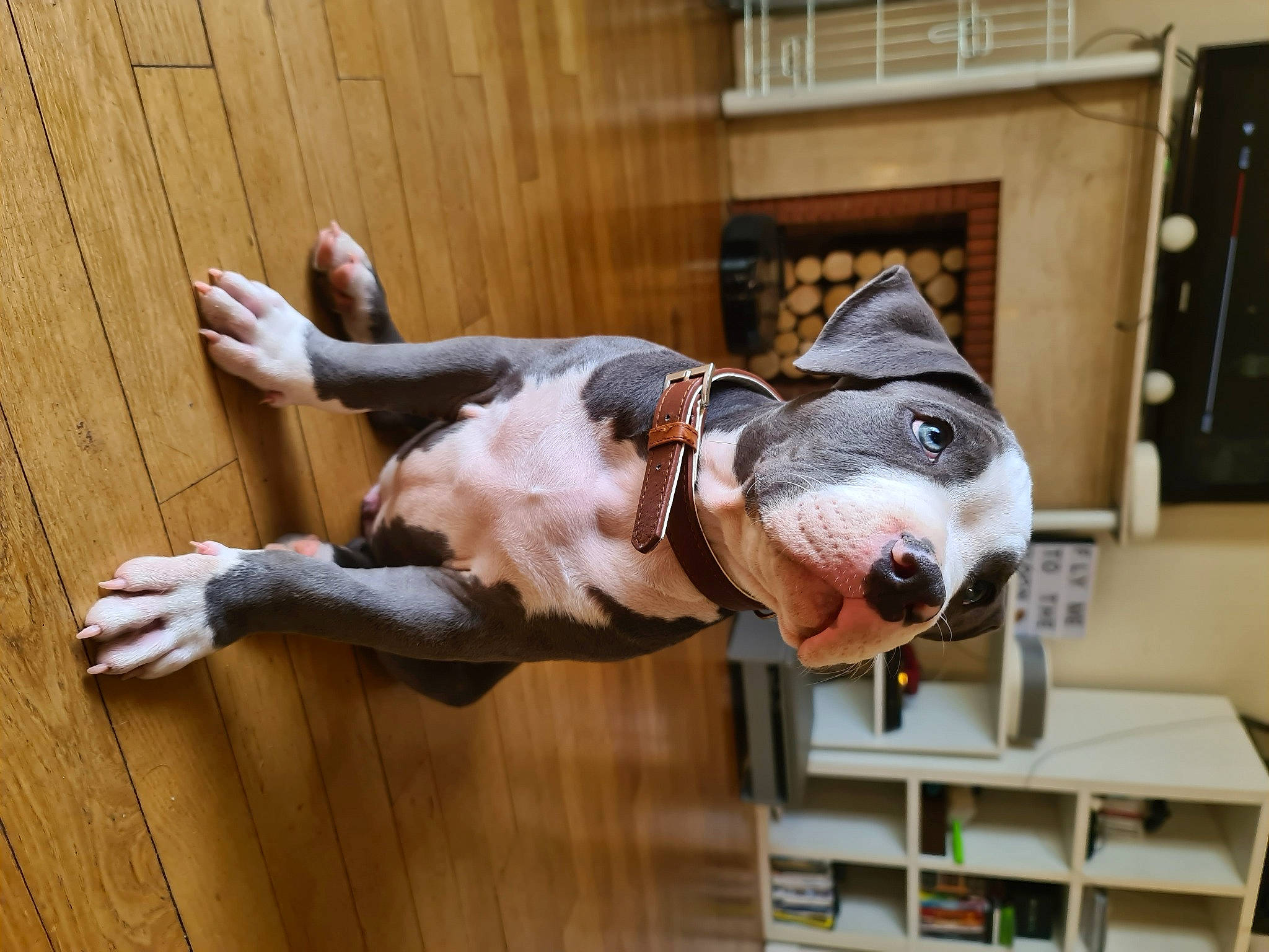Blue a rejoint le concours — aidez-le/la à gagner de superbes lots ! american_bulldog, american_pit_bull_terrier, american_staffordshire_terrier, canidae, carnivore, dog, dog_breed, fawn, mammal, non_sporting_group, olde_english_bulldogge, pit_bull