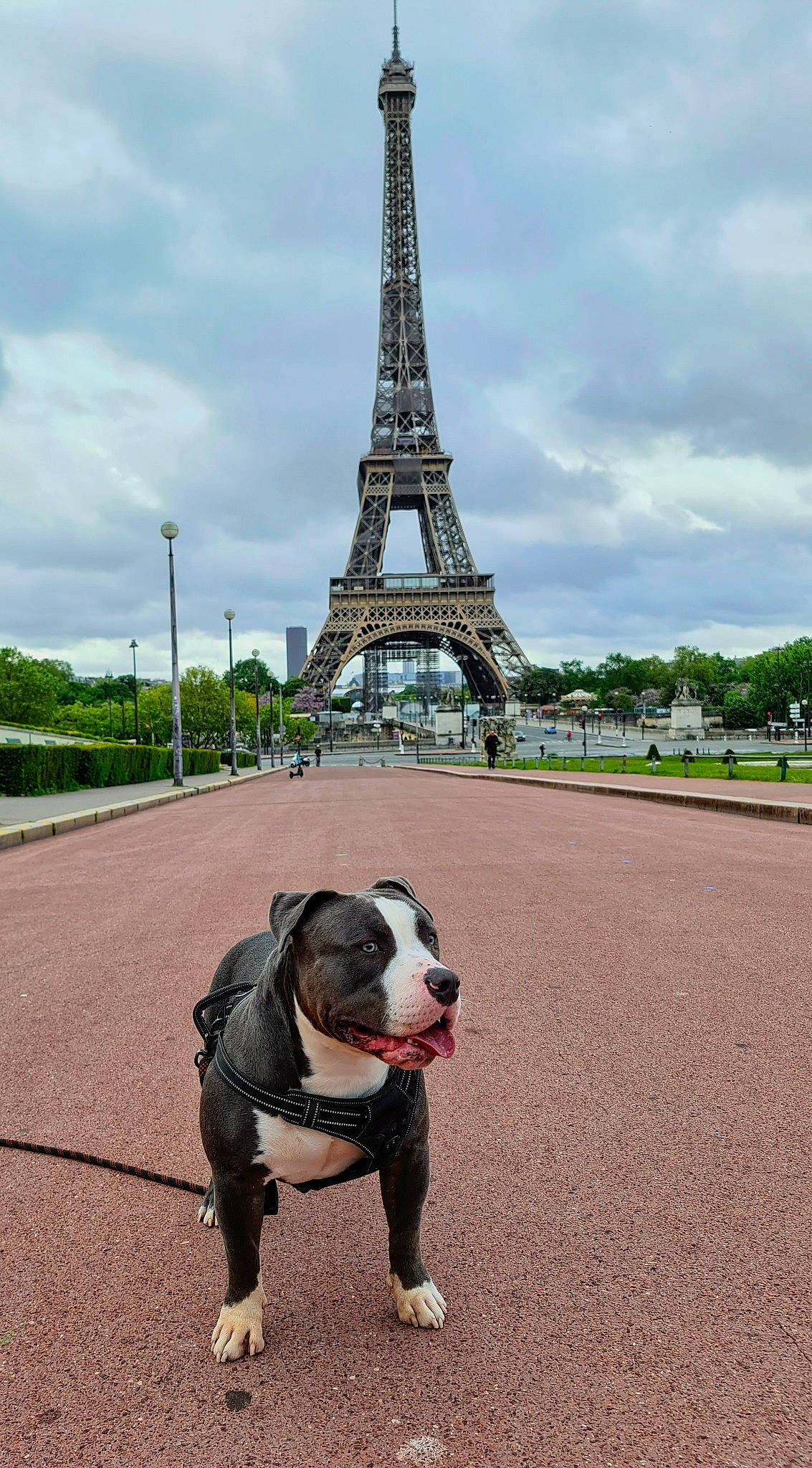 Blue participe au concours pour gagner de l'argent avec cette photo : asphalt, bulldog, carnivore, cloud, collar, companion_dog, dog, dog_breed, dog_collar, fawn, infrastructure, leash, public_space, road, road_surface, sky, snout, tower, tree, working_animal