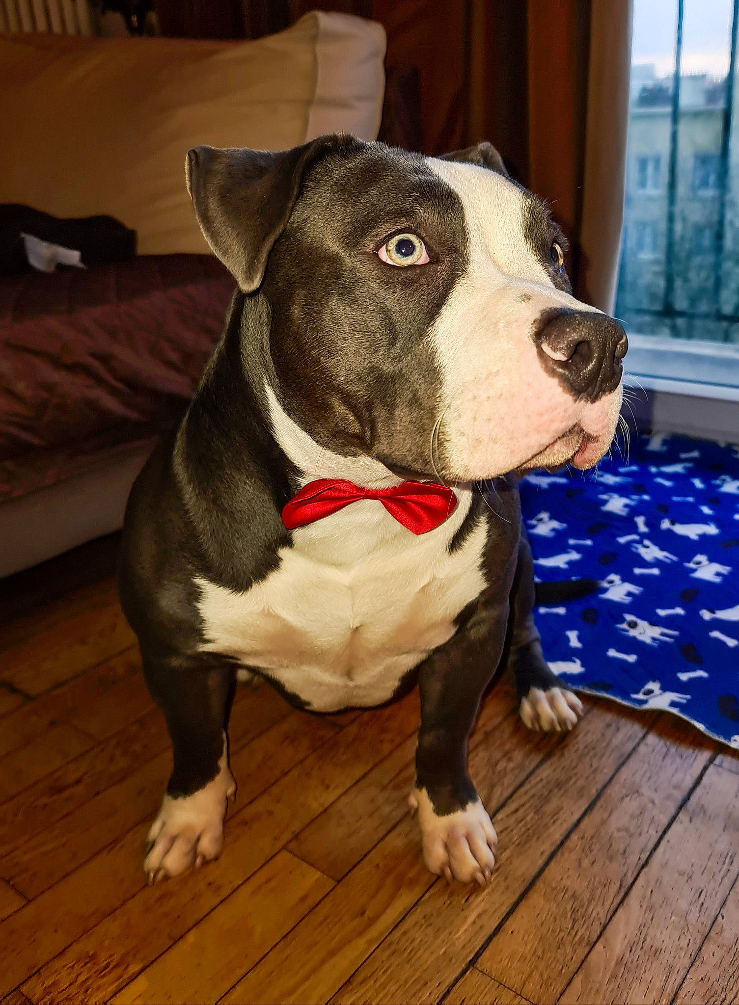 Blue participe au concours pour gagner de l'argent avec cette photo : canidae, carnivore, collar, companion_dog, couch, dog, dog_breed, fawn, floor, flooring, hardwood, laminate_flooring, mammal, pet_supply, snout, terrestrial_animal, wood, wood_flooring, wood_stain, working_animal