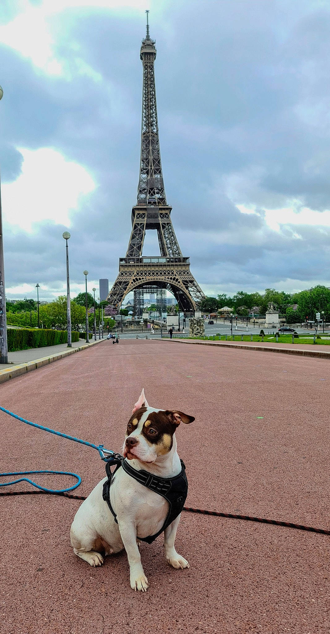 Belle a rejoint le concours — aidez-le/la à gagner de superbes lots ! asphalt, carnivore, cloud, collar, companion_dog, dog, dog_breed, dog_collar, fawn, infrastructure, leash, pet_supply, plant, public_space, road_surface, sidewalk, sky, tower, tree, working_animal