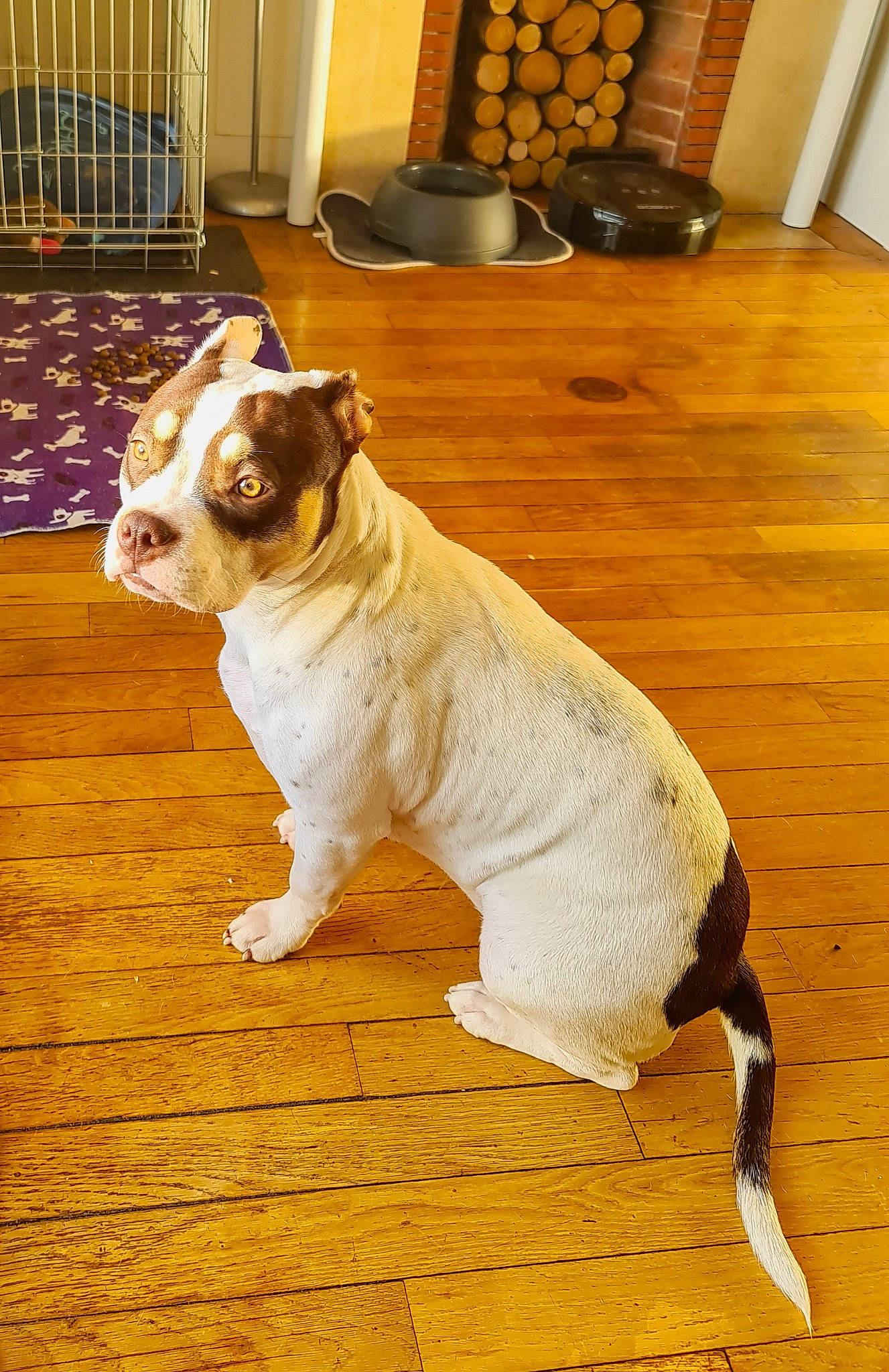 Belle a rejoint le concours — aidez-le/la à gagner de superbes lots ! bulldog, canidae, carnivore, companion_dog, dog, dog_breed, dog_clothes, fawn, floor, flooring, hardwood, home, laminate_flooring, pet_supply, snout, tail, wood, wood_flooring, wood_stain, working_animal