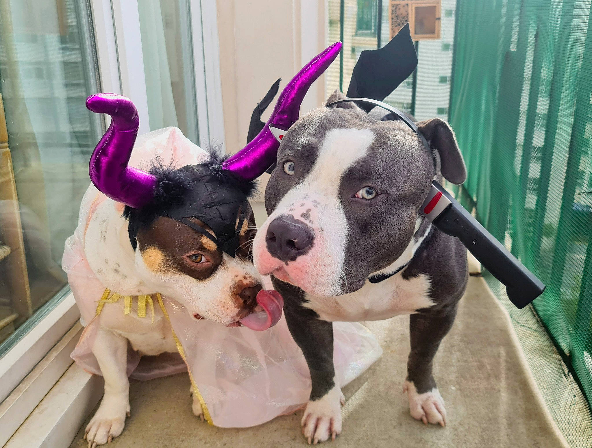 Blue Et Belle a rejoint le concours — aidez-le/la à gagner de superbes lots ! canidae, carnivore, collar, companion_dog, dog, dog_breed, dog_collar, dog_supply, fawn, fur, leash, magenta, non_sporting_group, paw, pet_supply, pink, snout, sporting_group, working_animal, working_dog